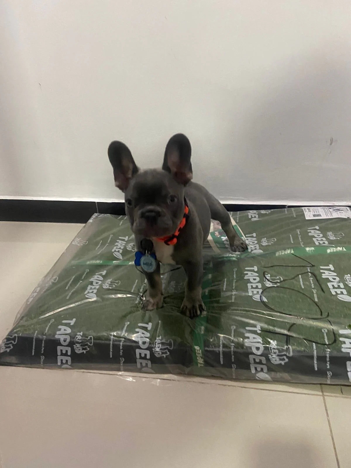TAPETE SANITARIO — Limpieza y frescura para tu mascota y tu casa.
