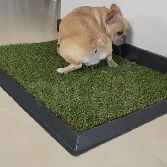 TAPETE SANITARIO — Limpieza y frescura para tu mascota y tu casa.